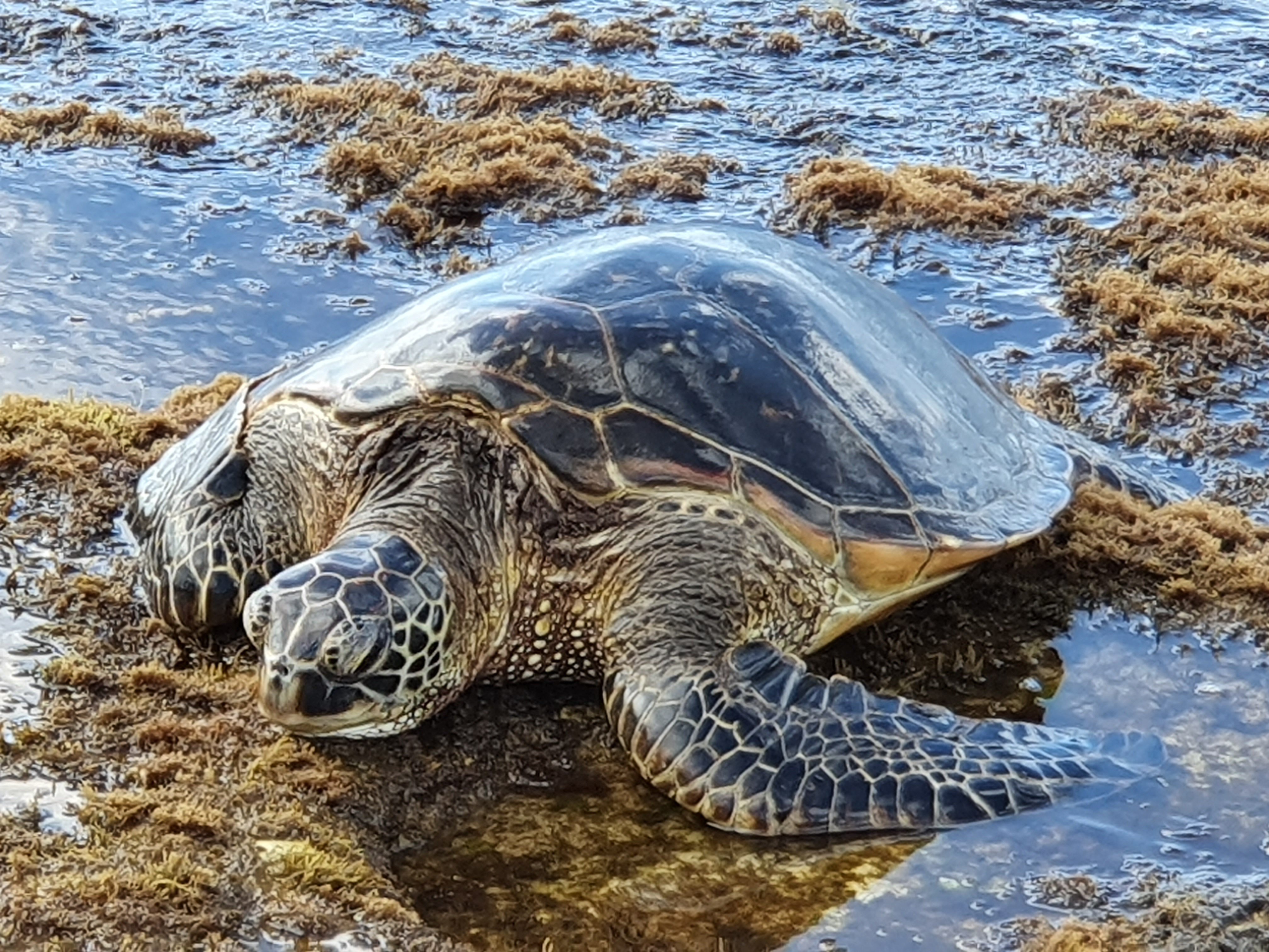 Sea Turtle at Lanikai Turtle Beach Oahu North Shore Hawaii