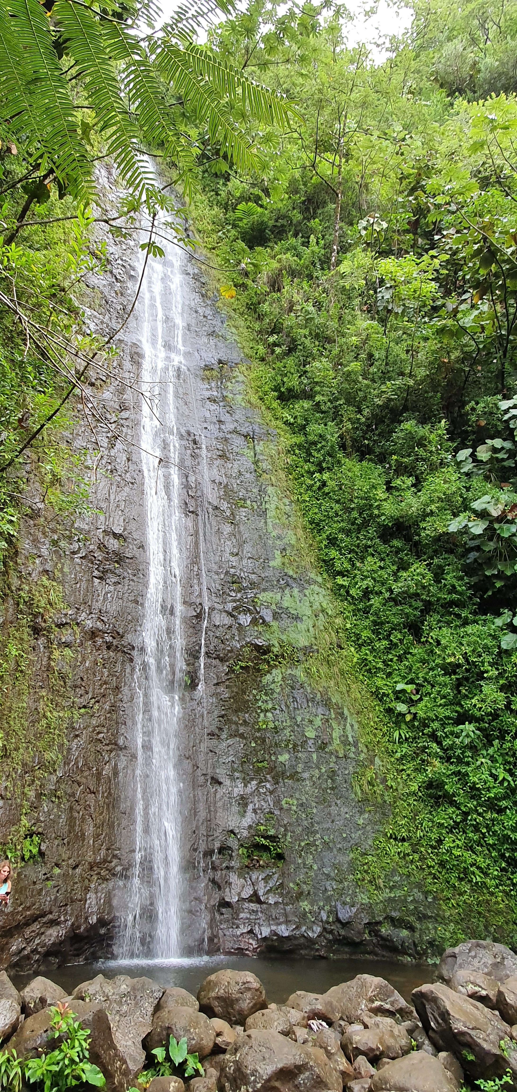 manoa falls oahu