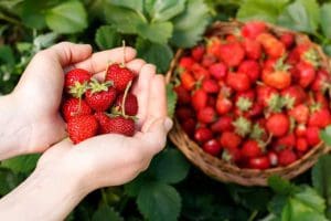 Summer Fruit Picking