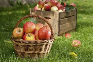 Go Apple Picking at an Orchard