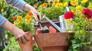 Plant a Garden and Set up Your Outdoor Space